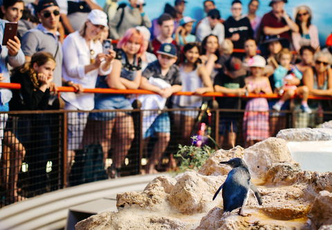 Penguin Island - Attractions Perth 2