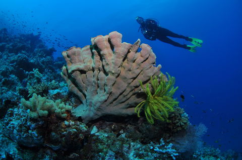 Pixie Pinnacle Dive Site - Attractions Perth 1