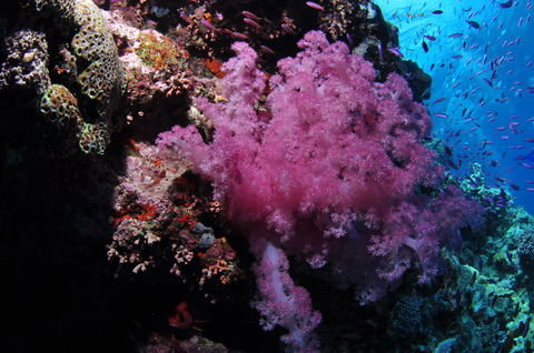 Pixie Pinnacle Dive Site - Attractions Perth 2
