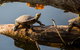 Ross River - thumb 1