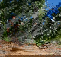 Scorpion Trail Kalamunda Mountain Bike Trails - Attractions Perth