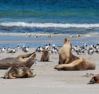 Seal Bay - Attractions Perth