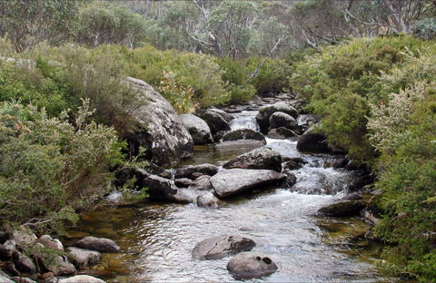 Thredbo River Track - Attractions Perth 0