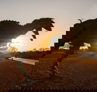 Australian Dinosaur Trail - Attractions Perth