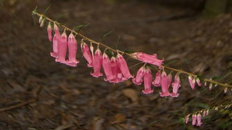Belgrave - Attractions Perth 0