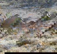 Canning Stock Route - Attractions Perth