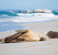Cape Gantheaume Conservation Park and Wilderness Protection Area - Attractions Perth