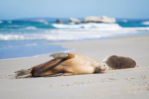 Cape Gantheaume Conservation Park And Wilderness Protection Area - Attractions Perth 0