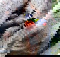 Cumberland State Forest - Attractions Perth