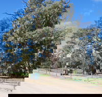 Giant Gum Tree - Attractions Perth