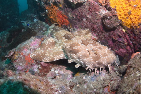 Hanging Rock Dive Site - Attractions Perth 1