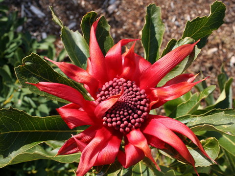 Inverawe Native Gardens - Attractions Perth 0