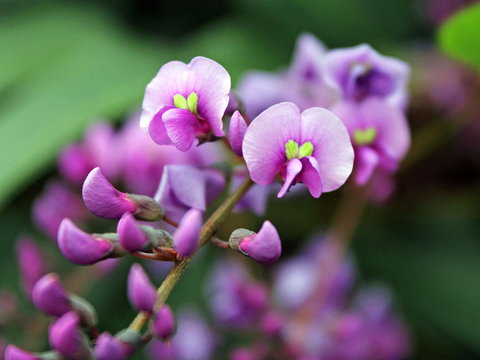 Inverawe Native Gardens - Attractions Perth 2