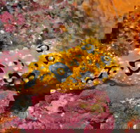 Magic Mountain Dive Site - Attractions Perth