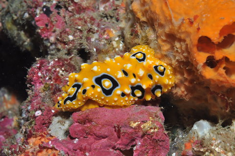 Magic Mountain Dive Site - Attractions Perth 0