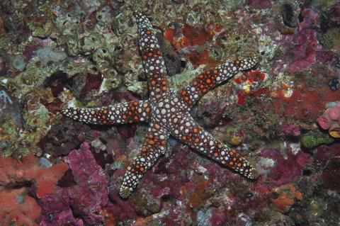 Magic Mountain Dive Site - Attractions Perth 1