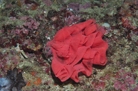 Magic Mountain Dive Site - Attractions Perth 2