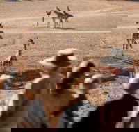 Monarto Safari Park - Attractions Perth