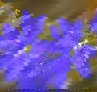 Mount Madden Scenic Drive - Attractions Perth