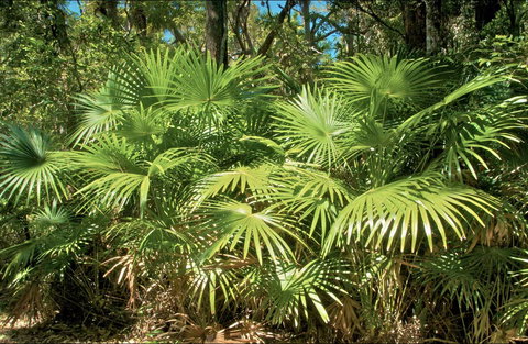 Mungo Rainforest Walk - Attractions Perth 0