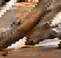 National Zoo  Aquarium - Attractions Perth