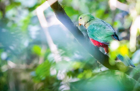 Satinbird Stroll - Attractions Perth 0