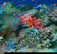 Steve's Bommie Dive Site - Attractions Perth