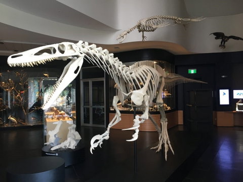 UNE Natural History Museum - Attractions Perth 0