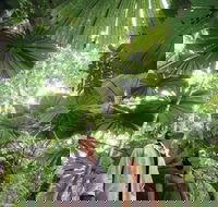 Wet Tropics Rainforest - Attractions Perth