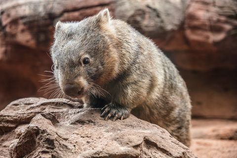 Wild Life Sydney Zoo - Attractions Perth 2