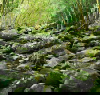 Wodi Wodi Walking Track