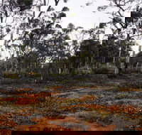 Woylie Walk Dryandra Woodland - Attractions Perth