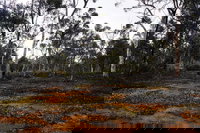 Woylie Walk Dryandra Woodland