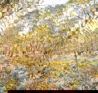 Alpine Views Walk - Attractions Perth