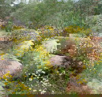 Ben Hall's Cave Walking Track - Attractions Perth