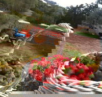 Blue Hills Berries and Cherries - Attractions Perth