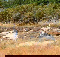 Cape Keraudren Nature Reserve - Attractions Perth