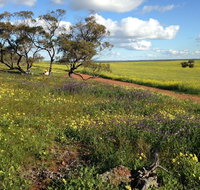 Coorow Wildflower Drive - Attractions Perth