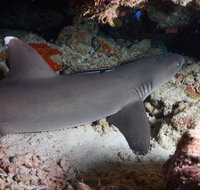Coral Gardens - Attractions Perth