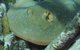 Fitzroy Island Dive Site - thumb 0
