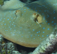 Fitzroy Island Dive Site - Attractions Perth
