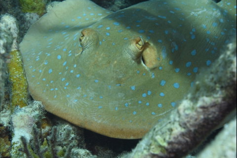Fitzroy Island Dive Site - Attractions Perth 0
