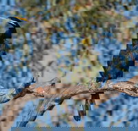 Greenough River Nature Trail - Attractions Perth