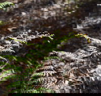 Langwarrin Flora and Fauna Reserve Walking Trails - Attractions Perth