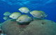 Lodestone Reef - thumb 0