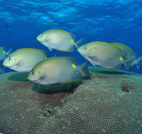 Lodestone Reef - Attractions Perth