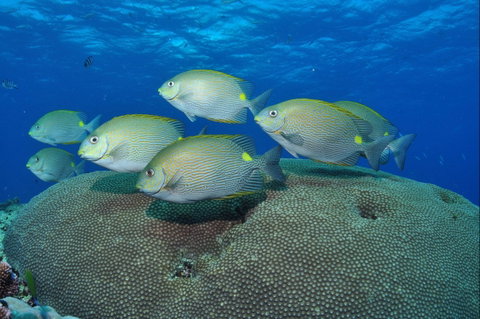 Lodestone Reef - Attractions Perth 0