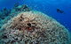 Lodestone Reef - thumb 1