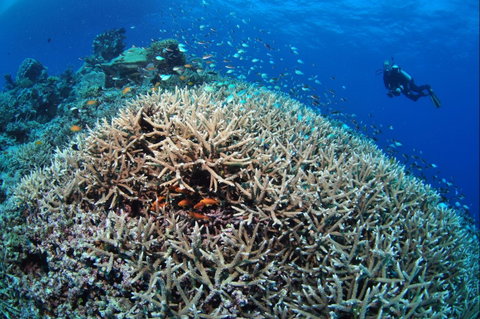 Lodestone Reef - Attractions Perth 1