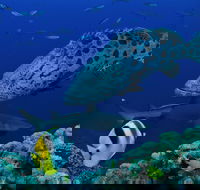 Osprey Reef - Attractions Perth